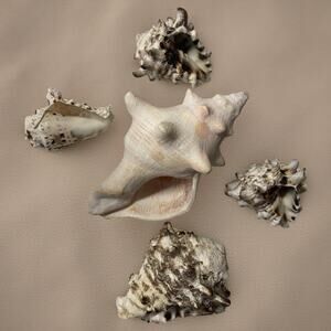 Sea Shell Miniature Concha Lot